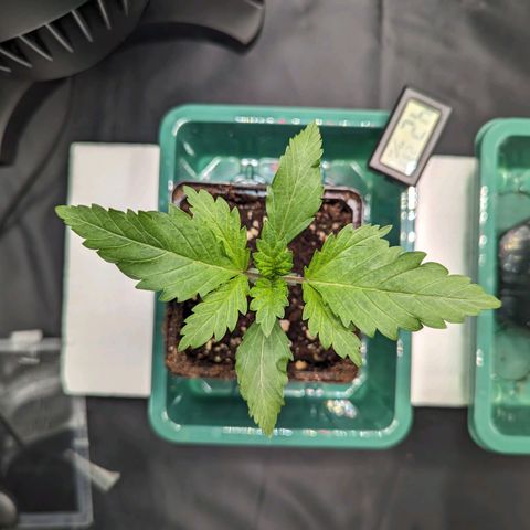 Euphoria #1 growlog timeline photo