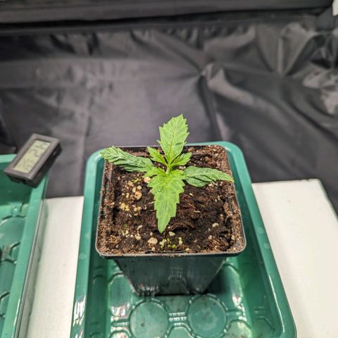 Euphoria #1 growlog timeline photo