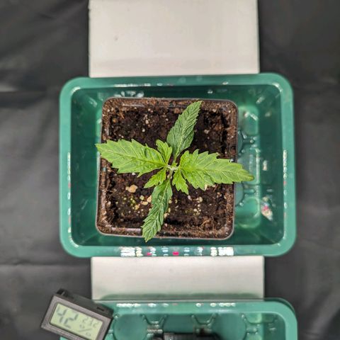 Euphoria #1 growlog timeline photo
