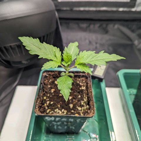 Euphoria #1 growlog timeline photo