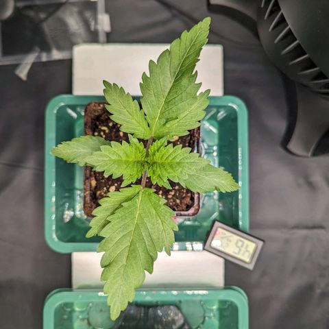 Euphoria #1 growlog timeline photo