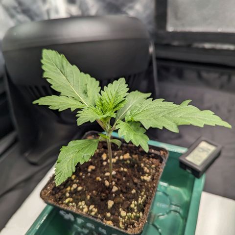 Euphoria #1 growlog timeline photo