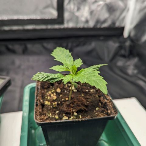 Euphoria #1 growlog timeline photo