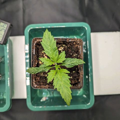 Euphoria #1 growlog timeline photo