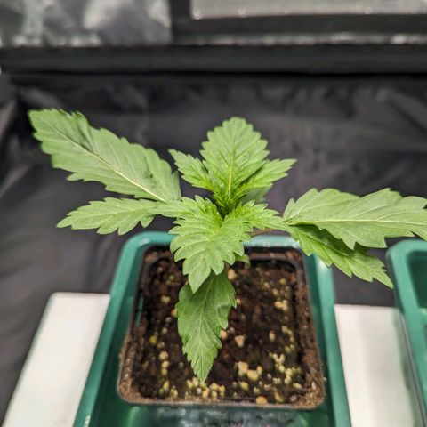 Euphoria #1 growlog timeline photo