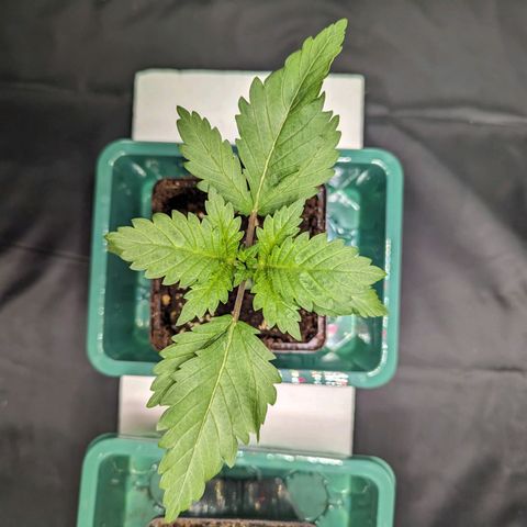 Euphoria #1 growlog timeline photo