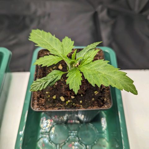Euphoria #1 growlog timeline photo