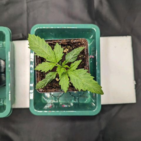 Euphoria #1 growlog timeline photo