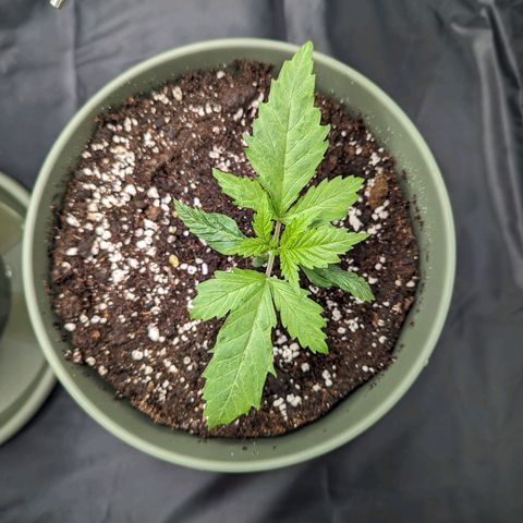 Euphoria #1 growlog timeline photo
