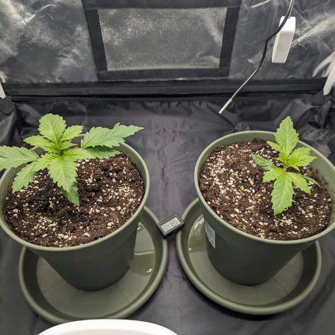 Euphoria #1 growlog timeline photo