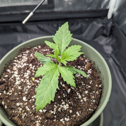Euphoria #1 growlog timeline photo