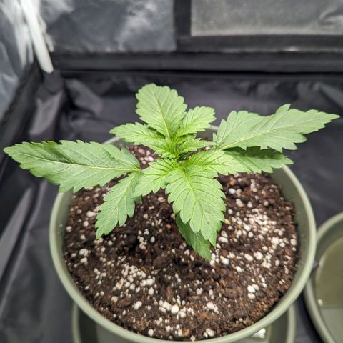 Euphoria #1 growlog timeline photo