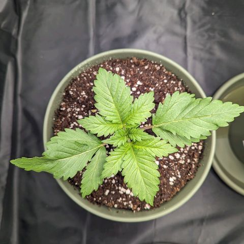 Euphoria #1 growlog timeline photo