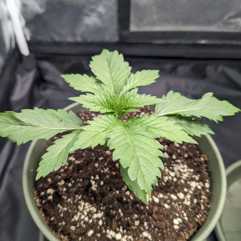 Euphoria #1 growlog timeline photo