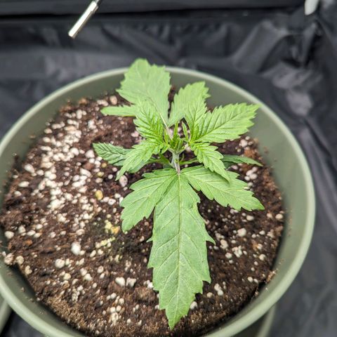 Euphoria #1 growlog timeline photo