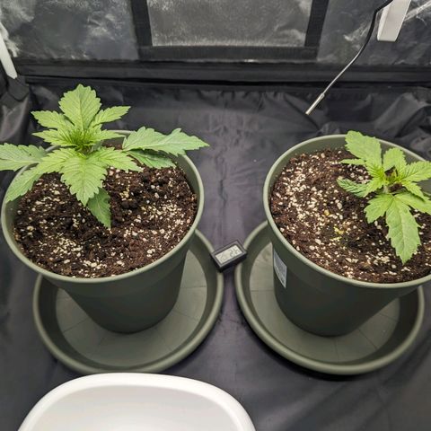 Euphoria #1 growlog timeline photo