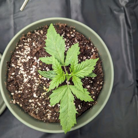 Euphoria #1 growlog timeline photo
