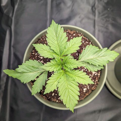 Euphoria #1 growlog timeline photo