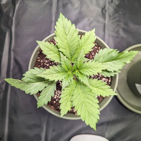 Euphoria #1 growlog timeline photo