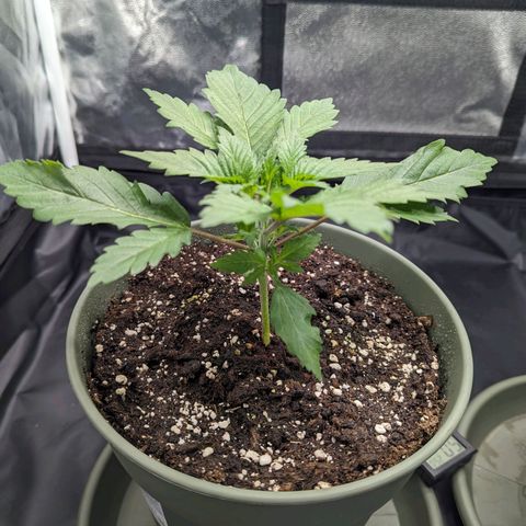 Euphoria #1 growlog timeline photo