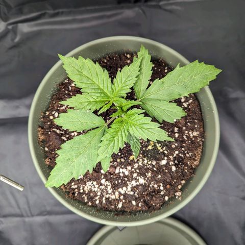Euphoria #1 growlog timeline photo