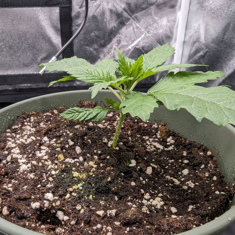 Euphoria #1 growlog timeline photo