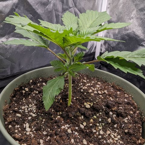 Euphoria #1 growlog timeline photo
