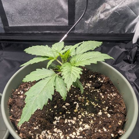 Euphoria #1 growlog timeline photo