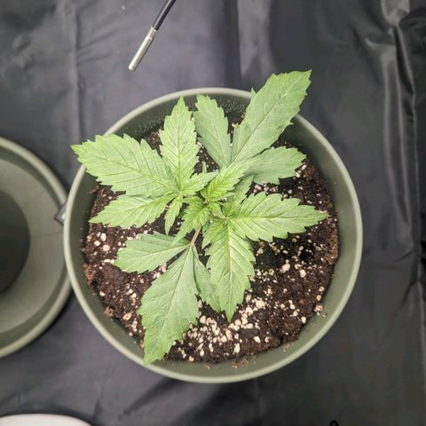 Euphoria #1 growlog timeline photo