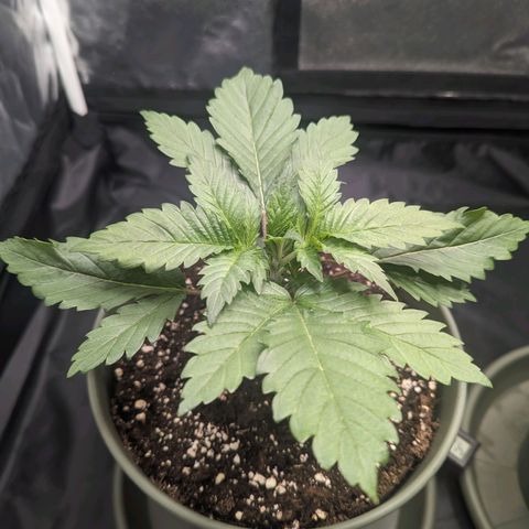 Euphoria #1 growlog timeline photo