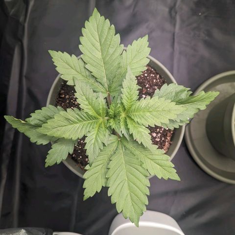 Euphoria #1 growlog timeline photo
