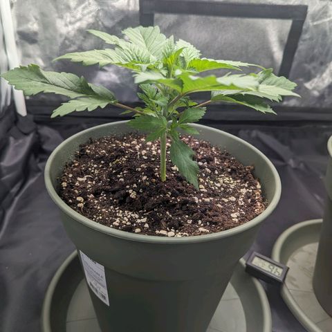 Euphoria #1 growlog timeline photo