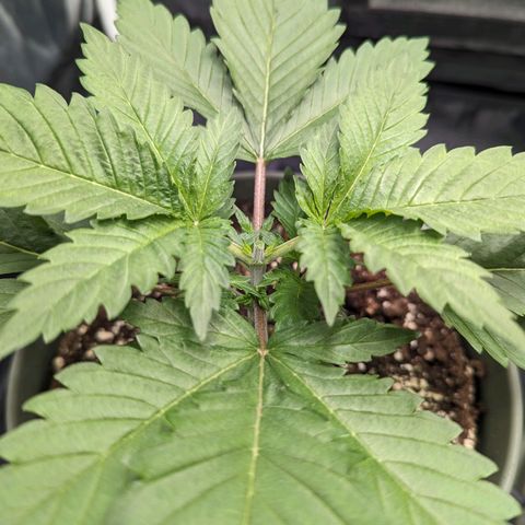 Euphoria #1 growlog timeline photo