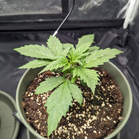 Euphoria #1 growlog timeline photo