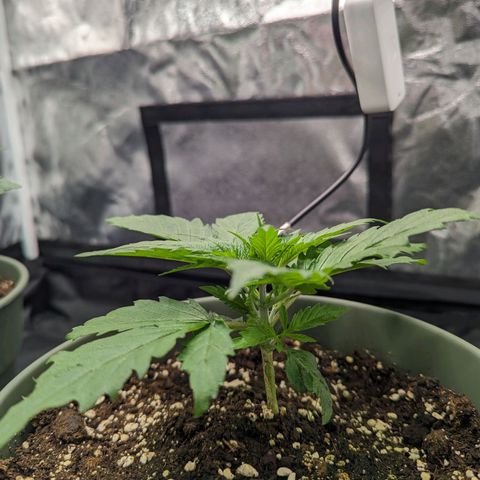 Euphoria #1 growlog timeline photo