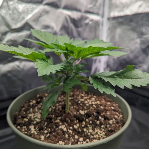 Euphoria #1 growlog timeline photo