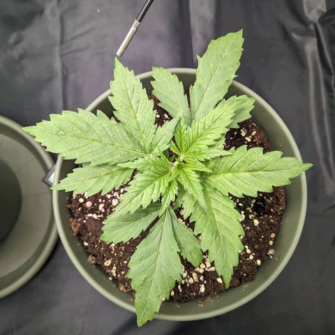 Euphoria #1 growlog timeline photo