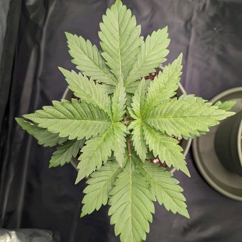Euphoria #1 growlog timeline photo
