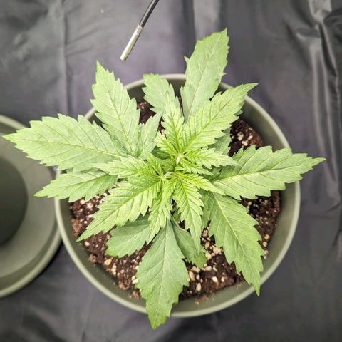 Euphoria #1 growlog timeline photo