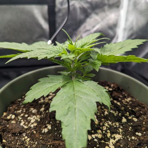 Euphoria #1 growlog timeline photo
