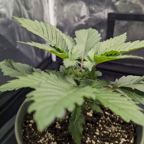 Euphoria #1 growlog timeline photo