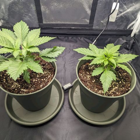 Euphoria #1 growlog timeline photo