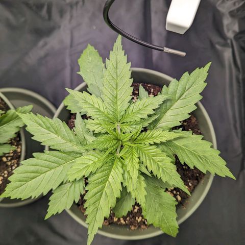 Euphoria #1 growlog timeline photo