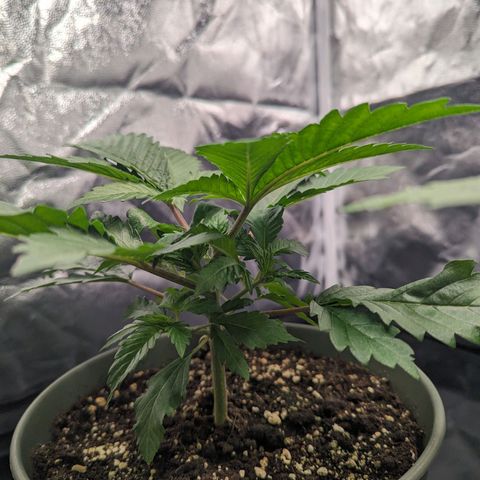 Euphoria #1 growlog timeline photo