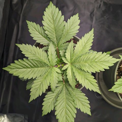 Euphoria #1 growlog timeline photo