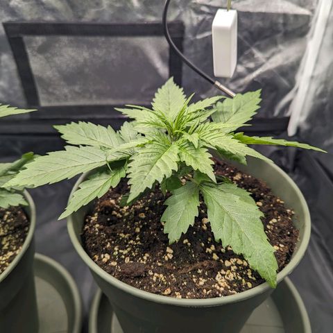 Euphoria #1 growlog timeline photo