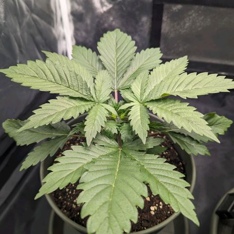 Euphoria #1 growlog timeline photo