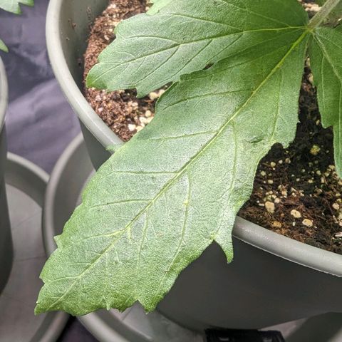 Euphoria #1 growlog timeline photo
