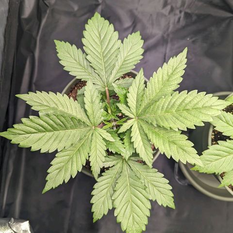 Euphoria #1 growlog timeline photo