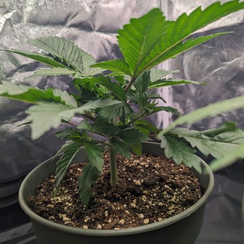 Euphoria #1 growlog timeline photo